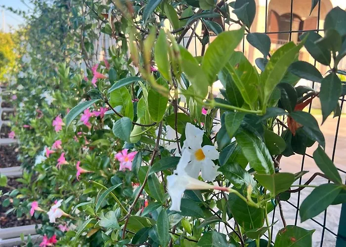 Tenuta Serena * Μολφέττα