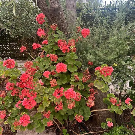 Tenuta Serena
